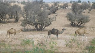 アルガンオイル