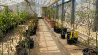 2022年8月 アルガンの木の成長記録